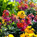 YouGarden Bright Autumn and Winter Collection with 30 garden-ready pansies, violas and wallflowers for £19.97