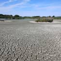 Titchfield's North Scrape has completely dried out due to extreme weather. Avian Botulism has spread.