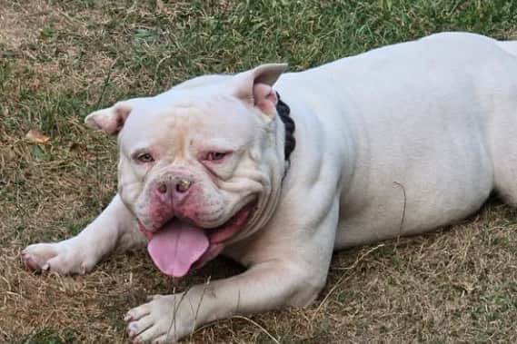 Victor the dog