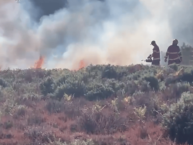 Firefighters battling the A31 heathland blaze days after it started on August 9.
