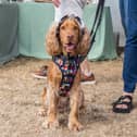 RSPCA Stubbington Ark Fete in Stubbington. Pictured by Alec Chapman