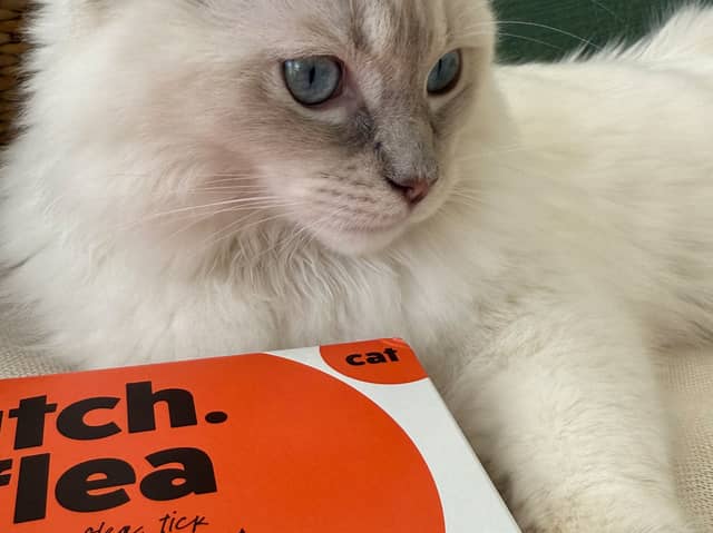   Portsmouth pet owners are being warned that warm autumn homes can allow fleas to continue thriving