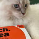 The treatments are aimed at dogs and cats