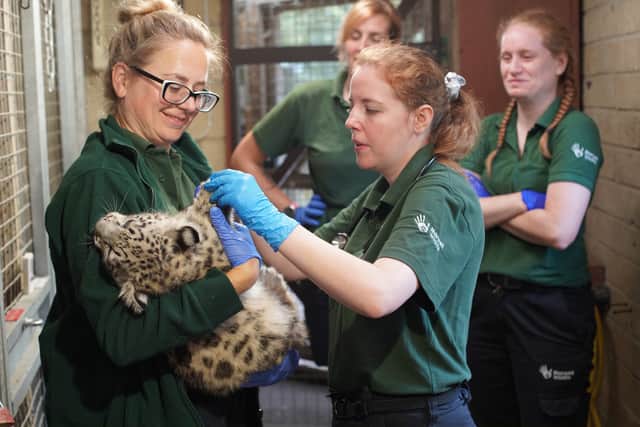 Snow Leopards at Marwell Zoo have hit their 13-week milestone.