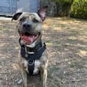 Yoda is looking for a home after winding up at RSPCA Stubbington Ark through no fault of his own. 