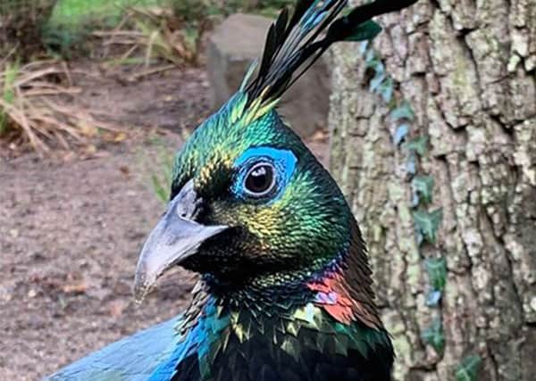 Bruce, Himalayan monal pheasant