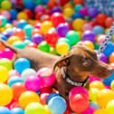Woody playing in the ball pit.