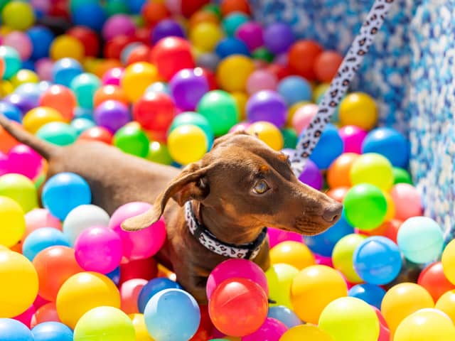 Woody playing in the ball pit.