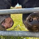 Peach and Rosalina are looking for a peaceful home to grow old. 