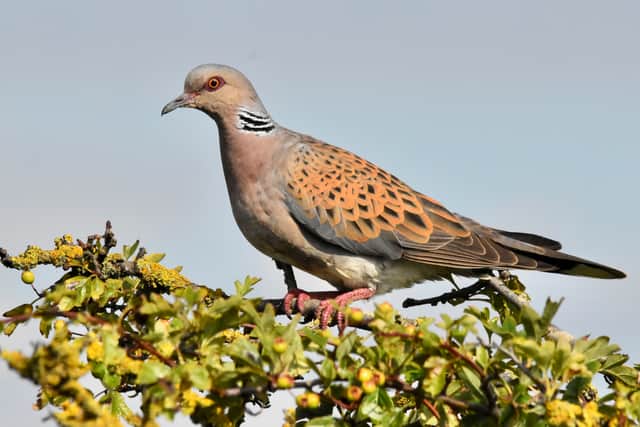 Undated handout photo issued by South Downs National Park of a Turtle Dove at RSPB Snettisham in Norfolk
