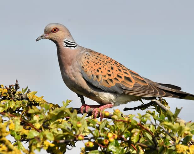 Undated handout photo issued by South Downs National Park of a Turtle Dove at RSPB Snettisham in Norfolk. Conservationists have released 30 turtle doves in the South Downs National Park in a bid to help the species which is on the brink of extinction in the UK to recover. The bird, famous for its place in the Twelve Days of Christmas Carol and which has inspired writers such as Shakespeare and Annie Lennox, is classified as on the Birds of Conservation Concern's red list and has been the country's fastest declining bird species. Issue date: Issue date: Monday September 7, 2026.  PA Photo. Photo credit should read: Gary Roberts/South Downs National Park/PA Wire 