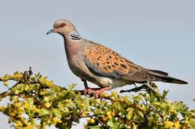 Undated handout photo issued by South Downs National Park of a Turtle Dove at RSPB Snettisham in Norfolk. Conservationists have released 30 turtle doves in the South Downs National Park in a bid to help the species which is on the brink of extinction in the UK to recover. The bird, famous for its place in the Twelve Days of Christmas Carol and which has inspired writers such as Shakespeare and Annie Lennox, is classified as on the Birds of Conservation Concern's red list and has been the country's fastest declining bird species. Issue date: Issue date: Monday September 7, 2026.  PA Photo. Photo credit should read: Gary Roberts/South Downs National Park/PA Wire 