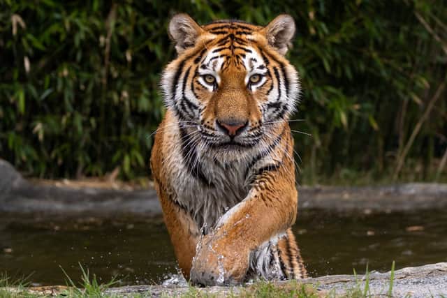 Marwell Zoo has welcomed a four-year-old Amur tiger.Credit: Big Cat Sanctuary  