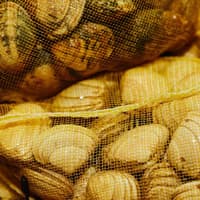 Fareham fisherman fined £3,400 for illegal clam dredging