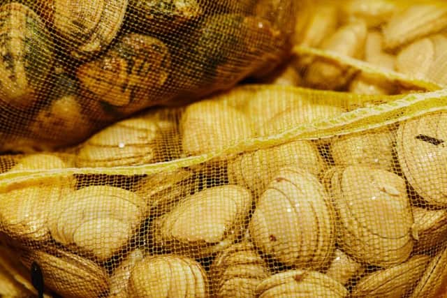 Generic picture of clams