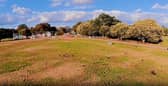 Green grass returning to Canoe Lake