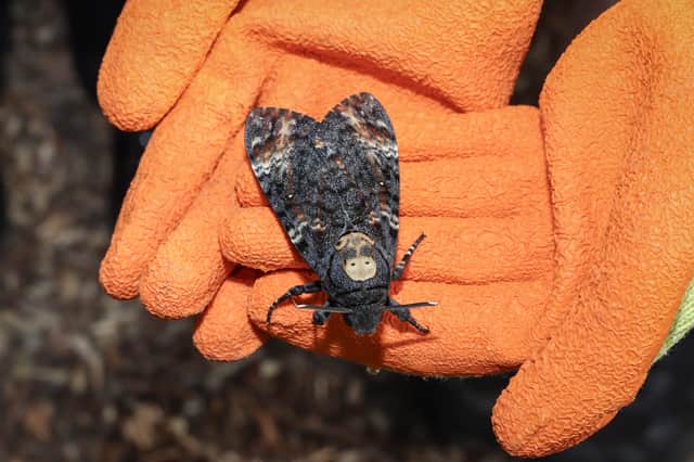 The African death's-head hawkmoth can grow up to 5 inches long
