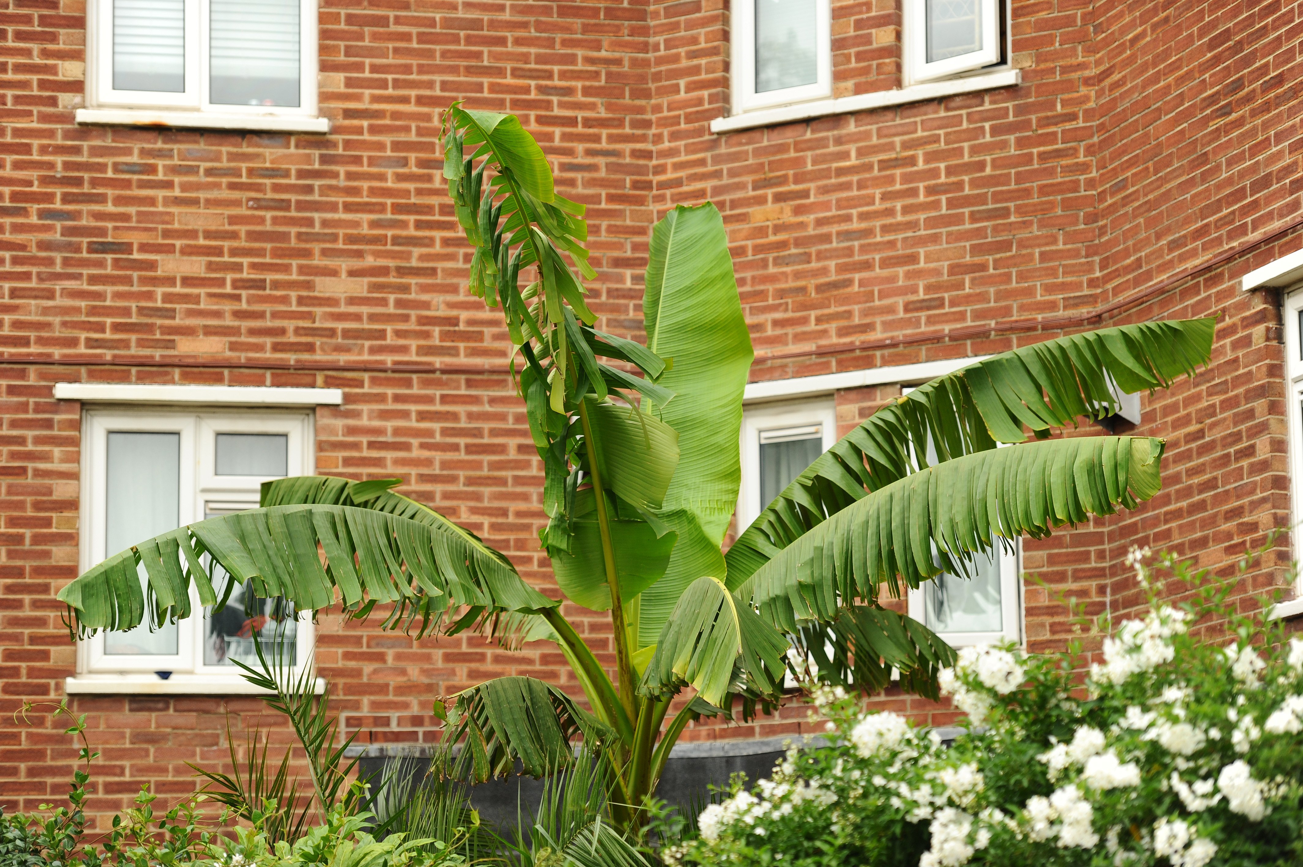 Urban jungle takes shape on Landport council estate