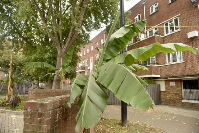 Marco Anderson has begun planting tropical plants around Blendworth and Catisfield House at the Landport estate which he claims has become a "lush tropical escape".

Picture: Sarah Standing (150926-7393)