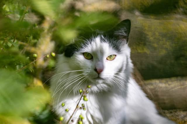 Muffin has been spotted all across the village of Histon