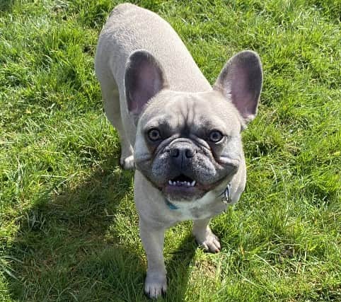 Freddie the French Bulldog