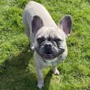 Freddie the French Bulldog