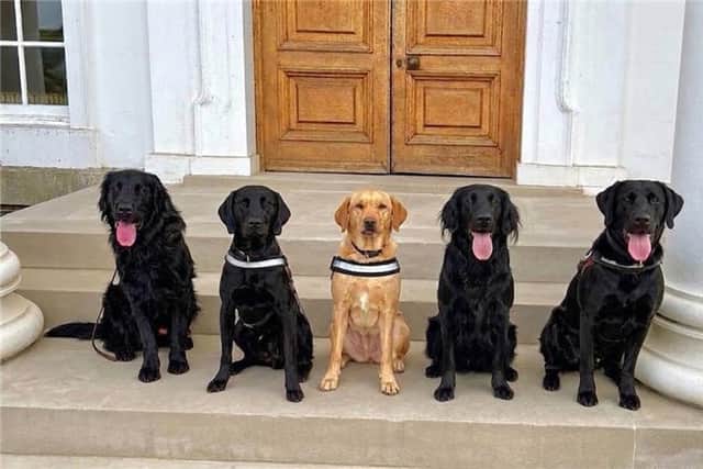 Pictured: Left-Right -  Puma, AJ, Dusty, Maverick and Reggie