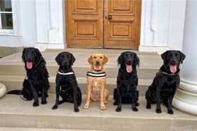 Pictured: Left-Right -  Puma, AJ, Dusty, Maverick and Reggie