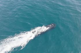 XV Excalibur, a robot submarine used by the Royal Navy, has fired a torpedo for the first time during a landmark trial.