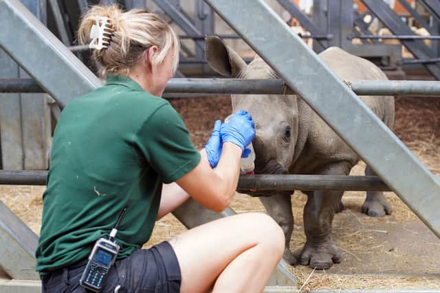 Marwell Wildlife’s expert teams bring critically ill baby rhino back to health with innovative treatment