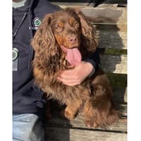 Search for stolen dog after trailer taken from a farm in Droxford with cocker spaniel inside