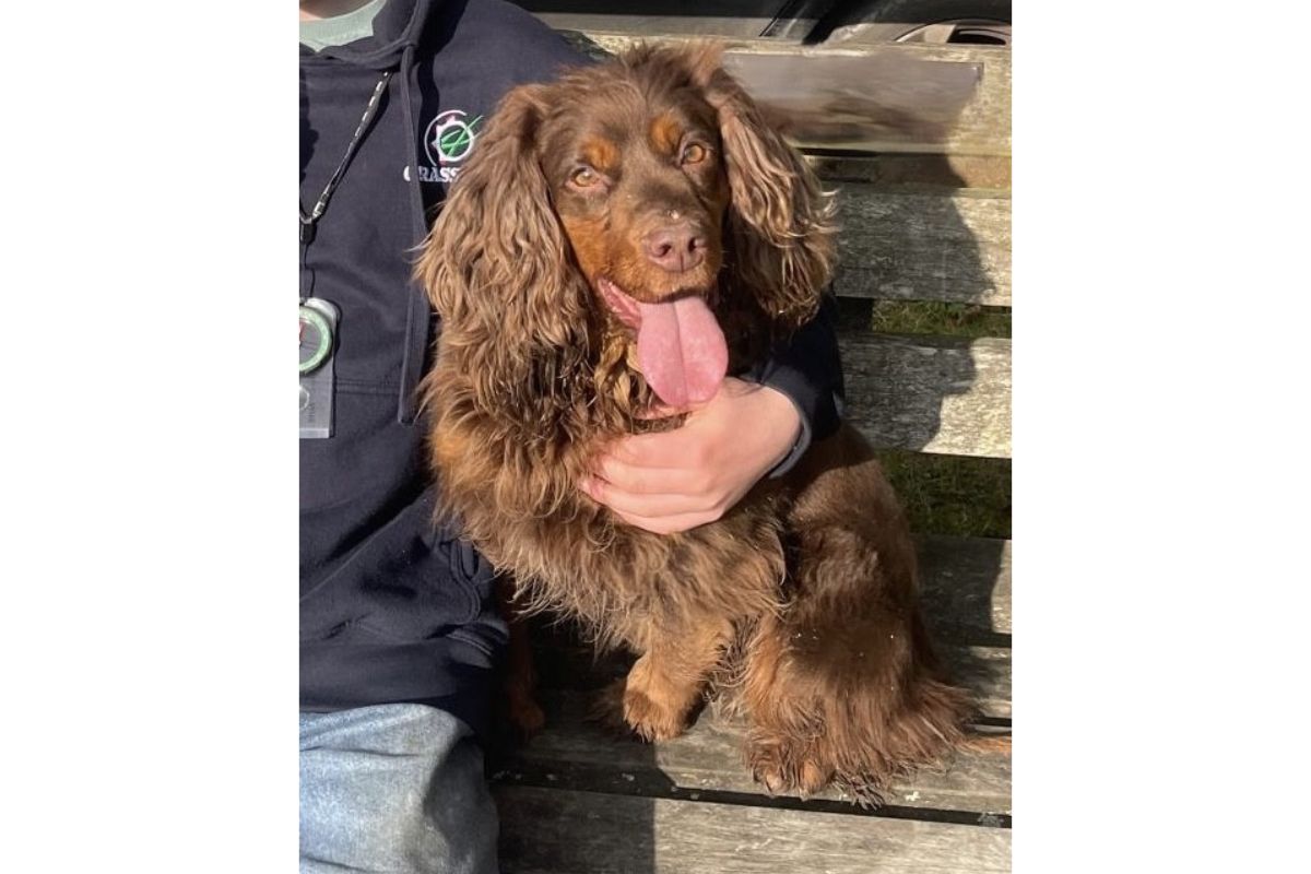 Search on for stolen dog after trailer taken from a farm with cocker ...