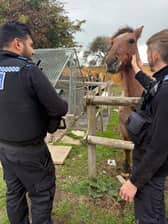 Gosport PCSOs helped reunite the horse with its owner