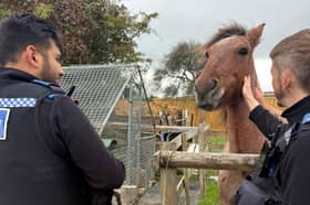Gosport PCSOs helped reunite the horse with its owner