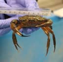 Students from two Portsmouth schools will rescue and release crabs from Canoe Lake ahead of improvement work. 