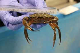 Students from two Portsmouth schools will rescue and release crabs from Canoe Lake ahead of improvement work. 