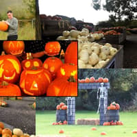 The best pumpkin patches to visit near Portsmouth - including Rogate, Stokes Farm and Hollam Nurseries