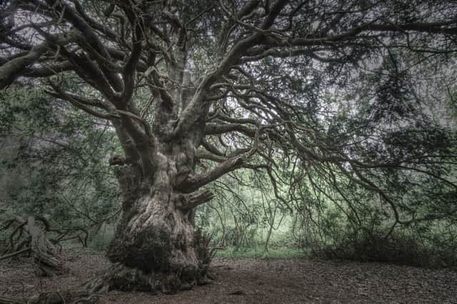 One of the magnificent Yew trees in Kingley Vale. Picture: Chris Doyle