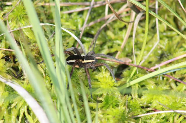 Raft Spider, Longmoor Enclosure. Picture: Jonathan Mycock