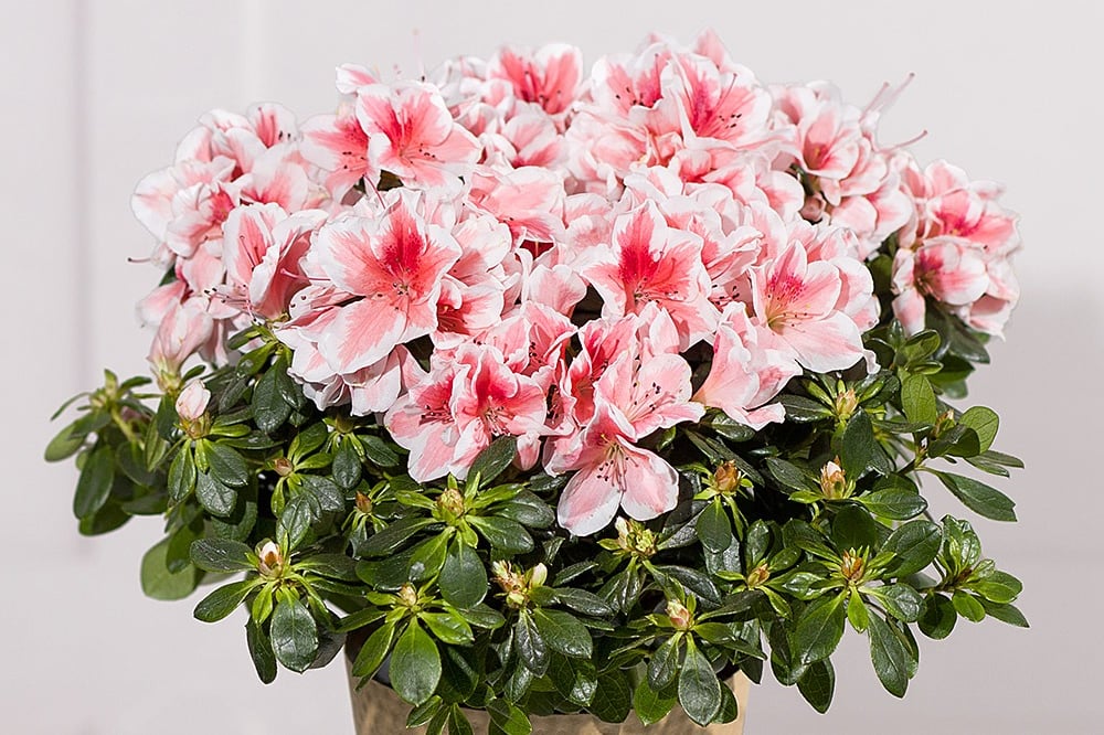 If you've got a November birthday to buy for, it's worth knowing about 20% on all orders at Bunches