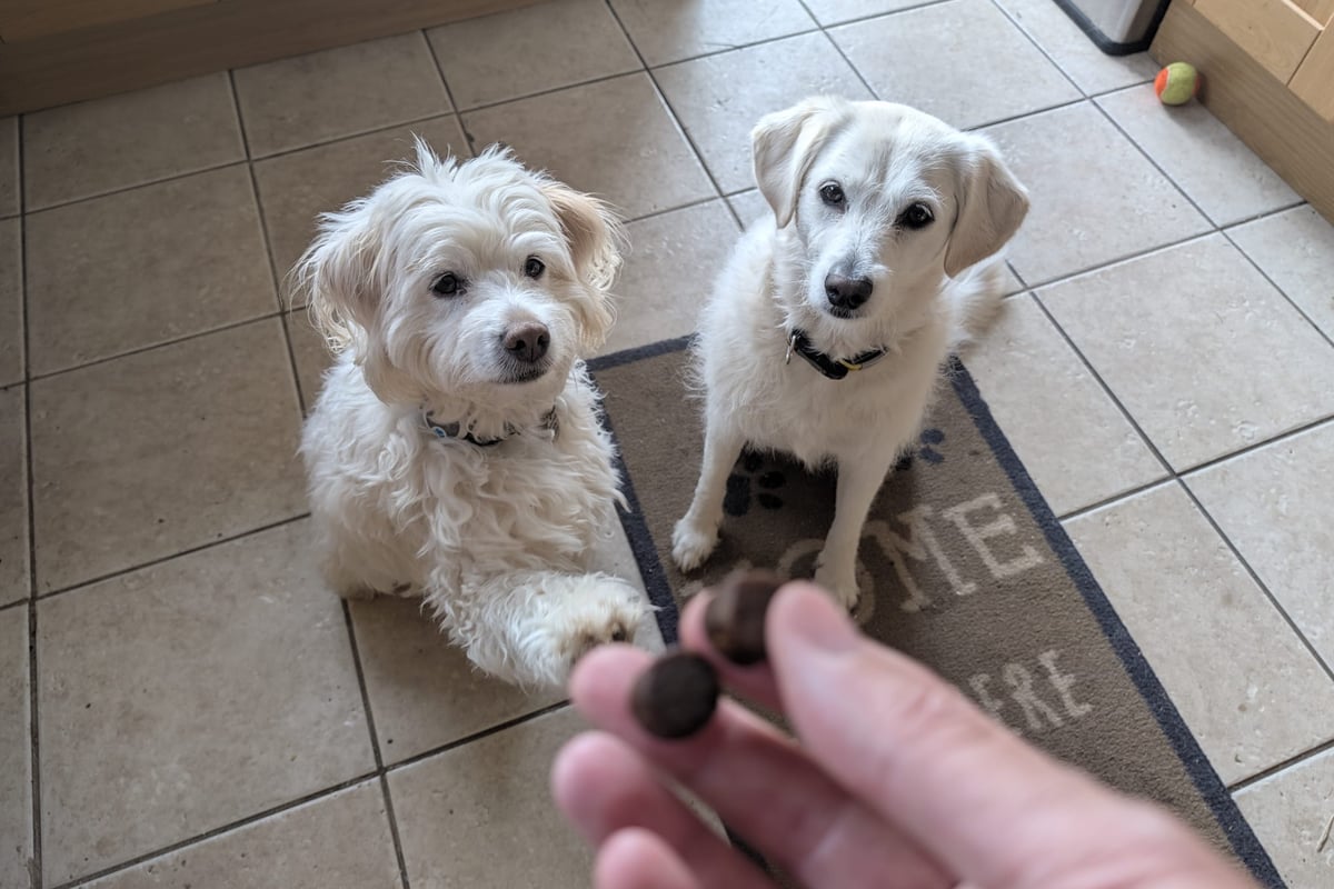 YuMOVE joint bites review: my dog loves them, but do they help?