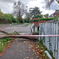 Tree falls on person in Havant sparking massive emergency service response