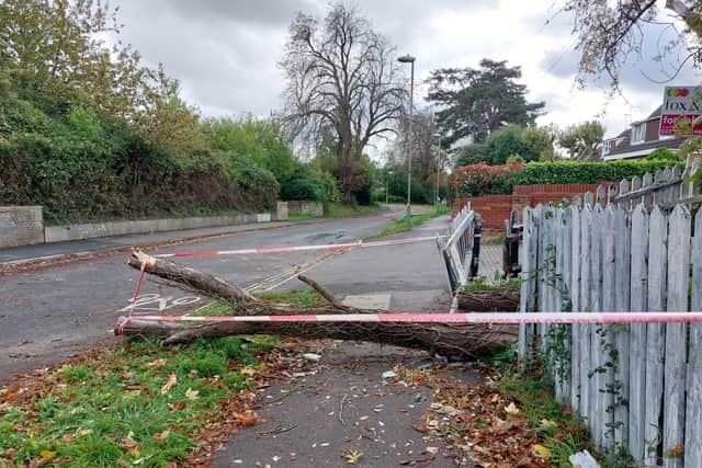 A tree came down in Leigh Road, Havant during Storm Austen, injuring a passer-by