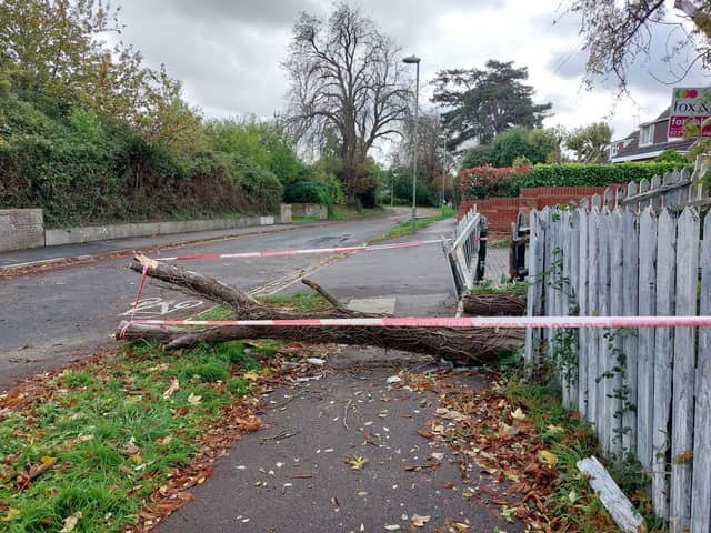 A tree came down in Leigh Road, Havant during Storm Austen on October 23, 2026, injuring a passer-by