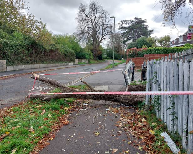 A tree came down in Leigh Road, Havant during Storm Austen on October 23, 2026, injuring a passer-by