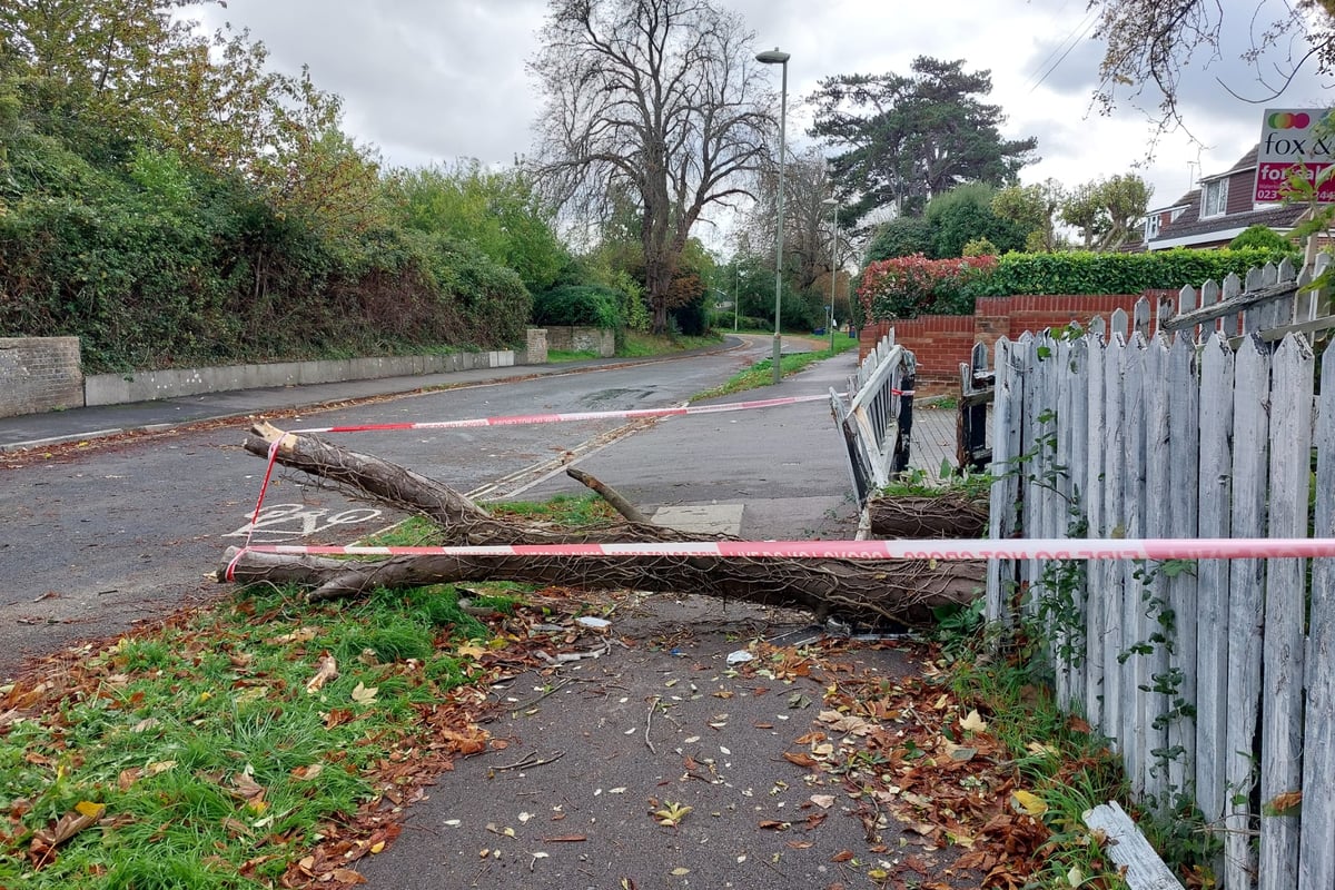 Tree falls on person in Havant sparking massive emergency service response