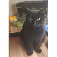 RSPCA investigates after two-year-old cat Raven found mutilated in Hampshire