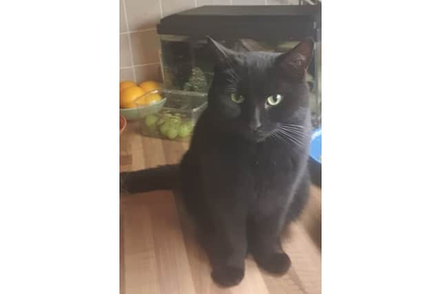 Raven, a two-year-old female cat whose mutilated body was found in Stroudley Way, Hedge End on October 5, 2026