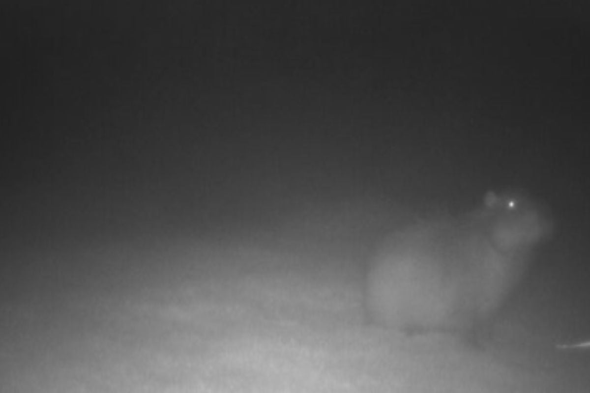 Samba update as new pictures emerge of missing Marwell Zoo capybara as staff work tirelessly to bring her back