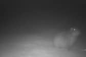 Picture of Samba, Marwell Zoo's missing capybara, from October 2026.